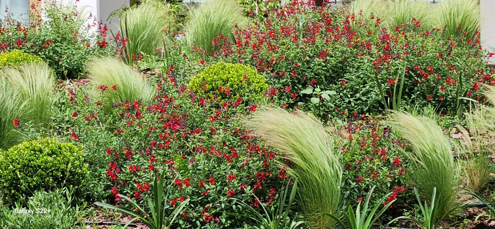 Jardín sustentable con plantas nativas en Buenos Aires