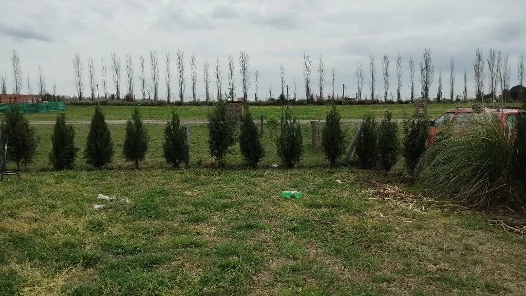 Proyecto de jardinería con plantación de árboles y arbustos en Buenos Aires